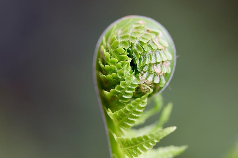 Alchemy of Plant Growth