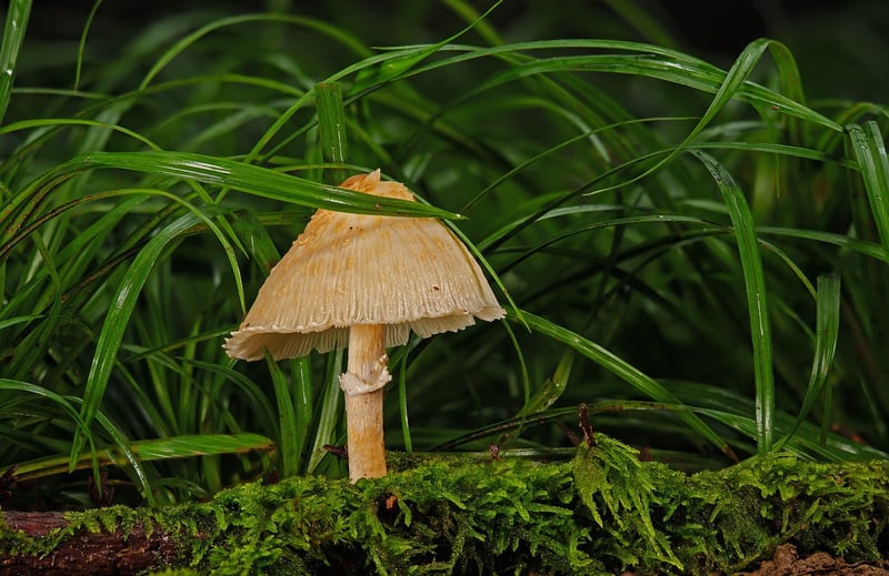 Mossy Toadstool Seats